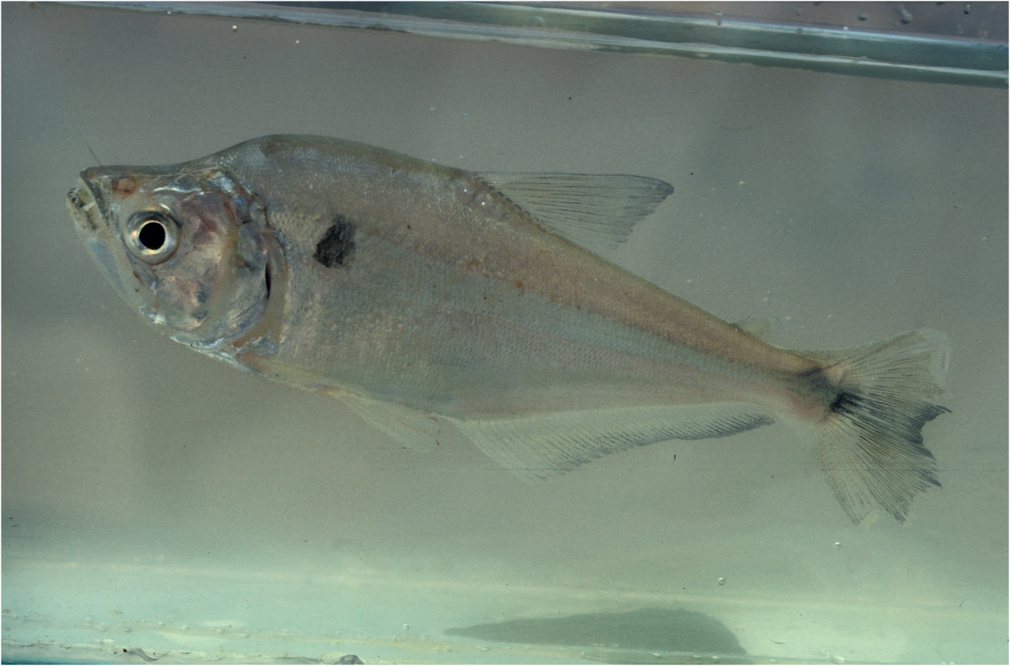 Amazon dogtooth characin (Cynopotamus amazonum) — Characidae