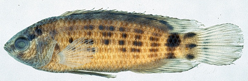 Badis ruber