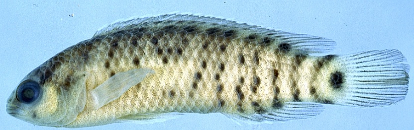 Badis pyema