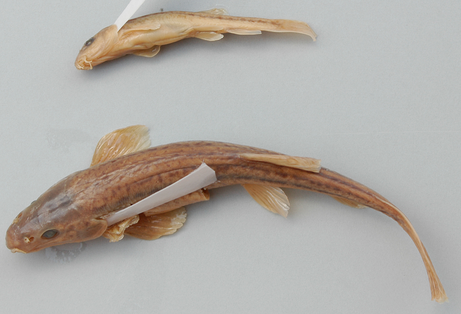 Triplophysa hutjertjuensis thumbnail