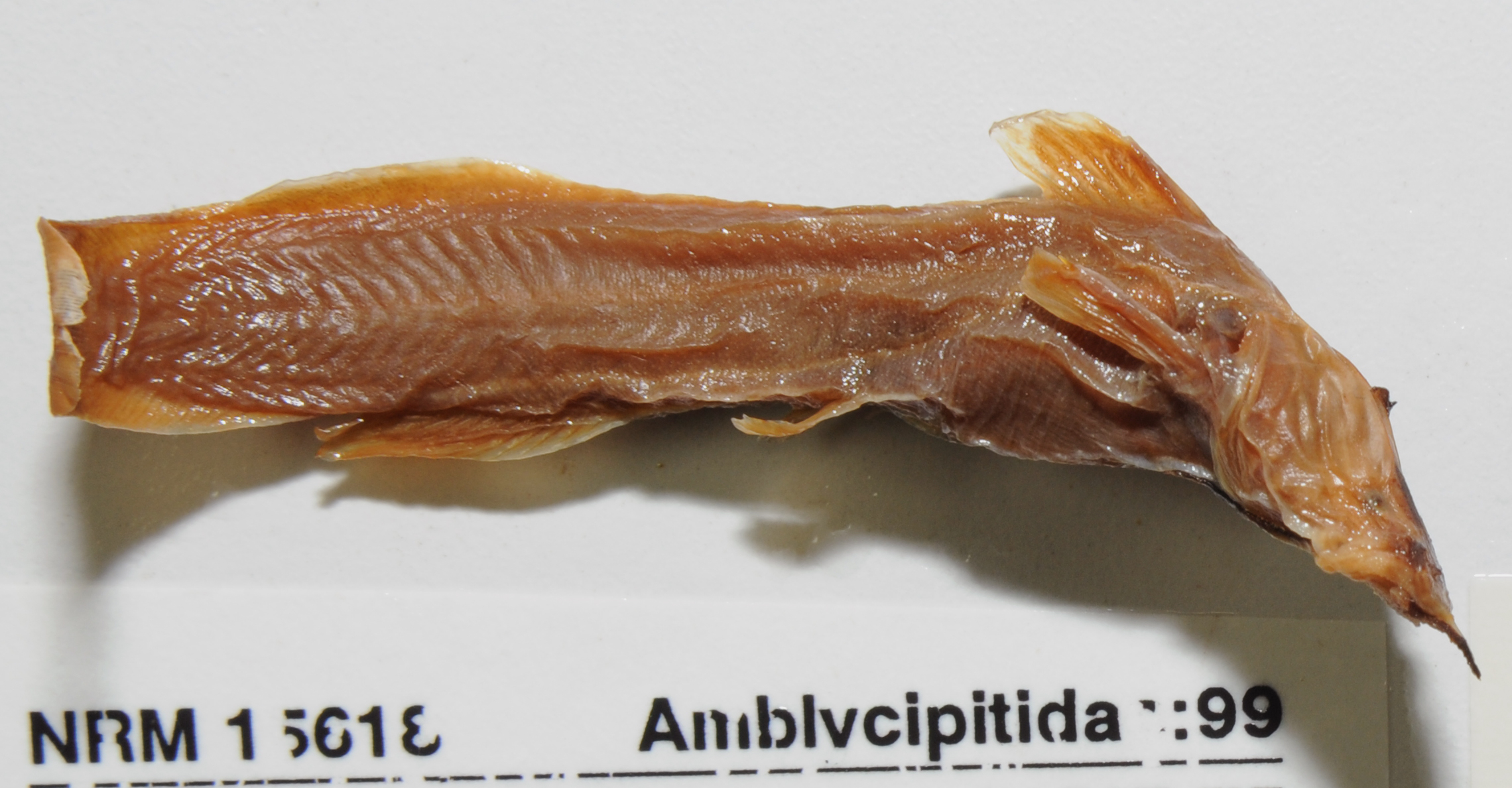 Liobagrus mediadiposalis