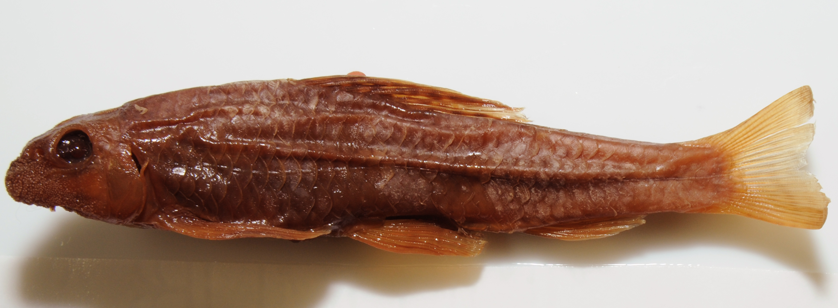 Microphysogobio longidorsalis