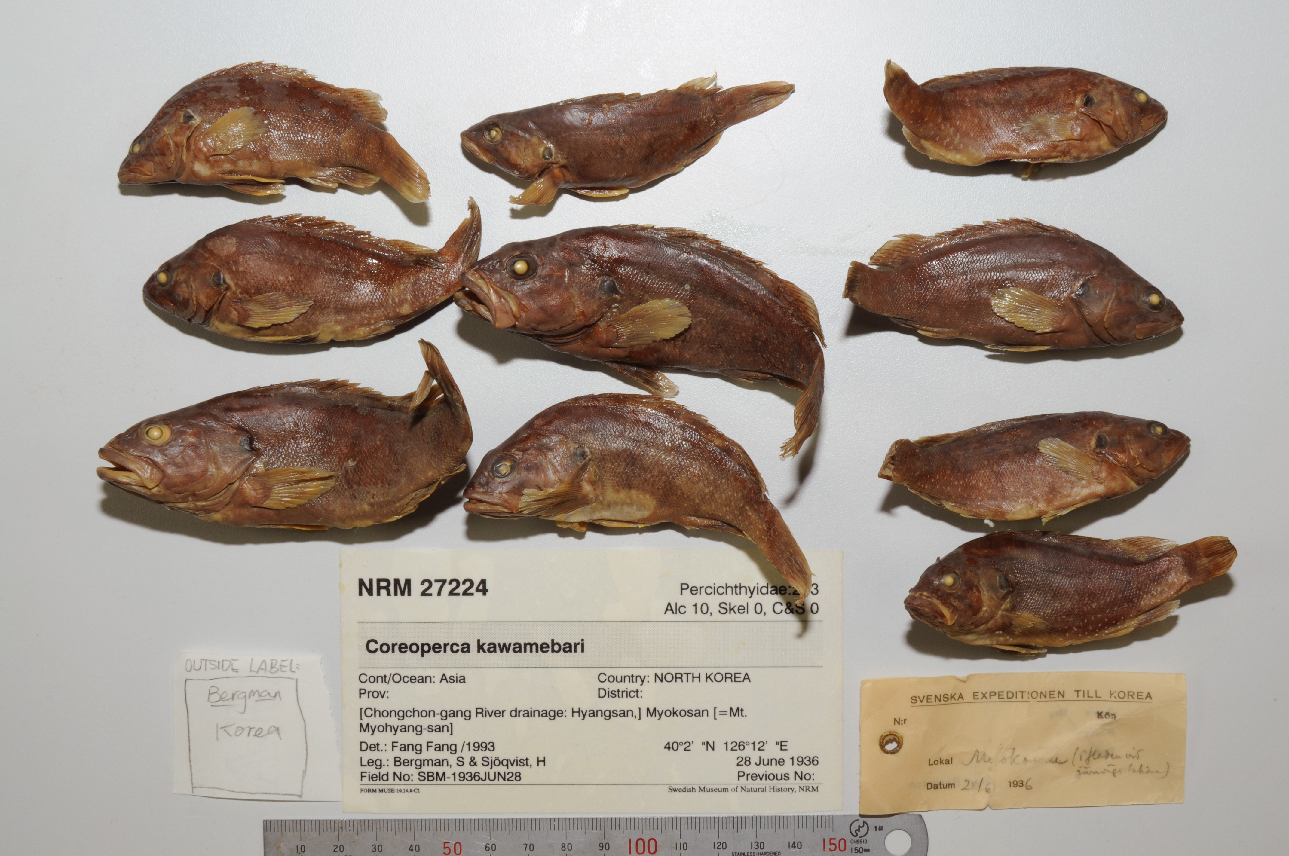 Coreoperca kawamebari