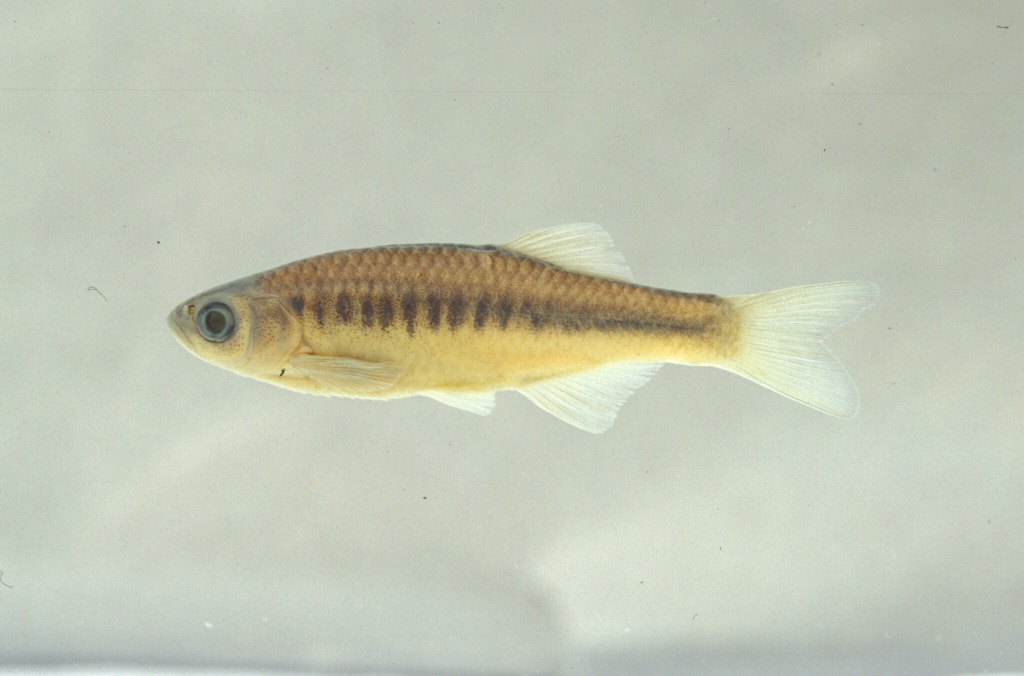 Devario apogon