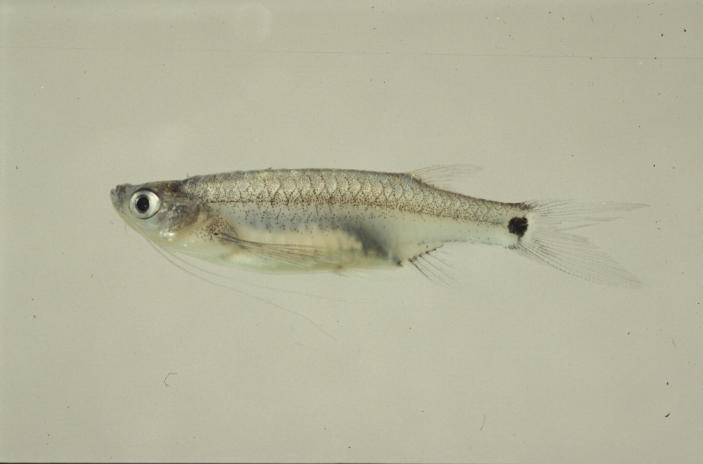 Esomus caudiocellatus