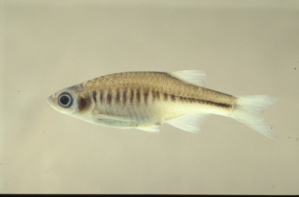 Devario shanensis