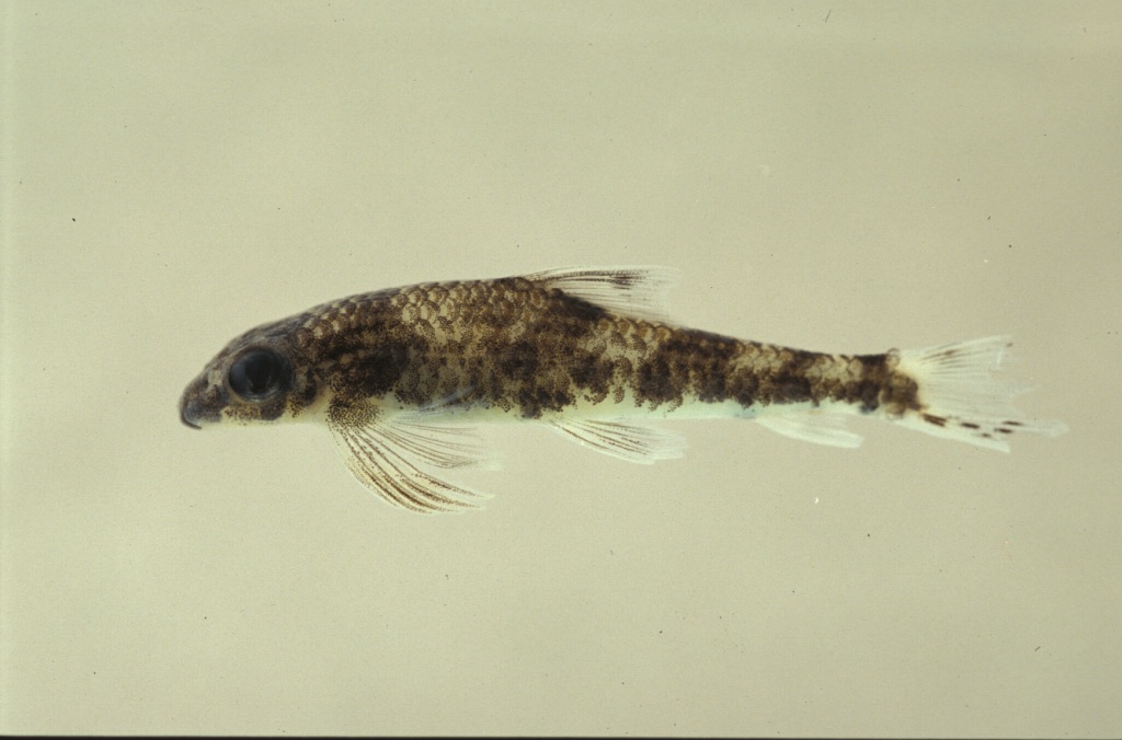 Psilorhynchus breviminor