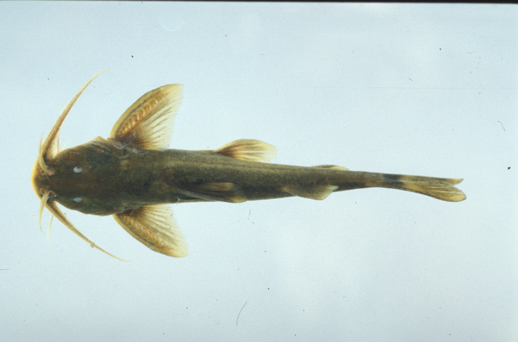 Glyptothorax kashmirensis thumbnail