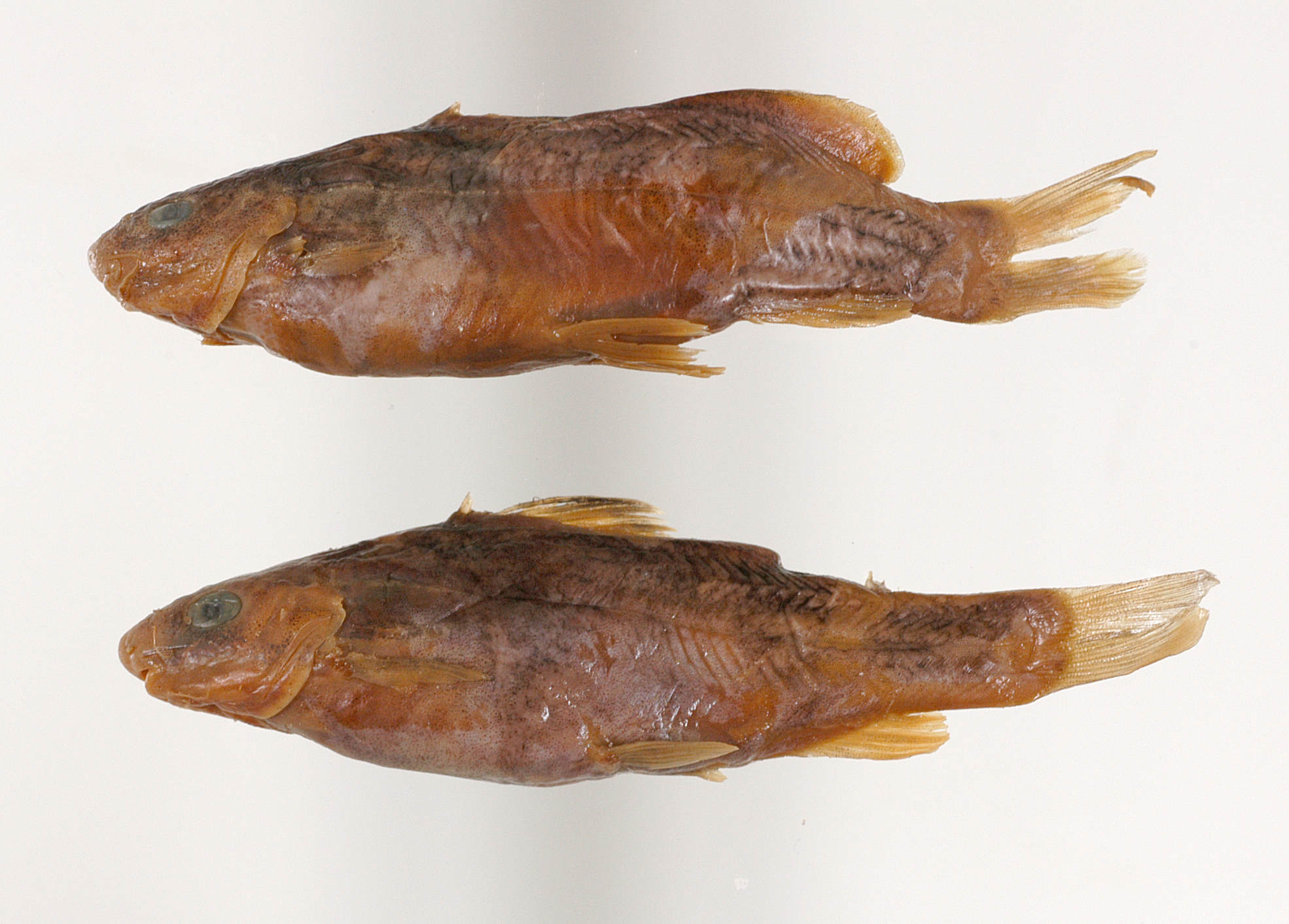 Batasio affinis