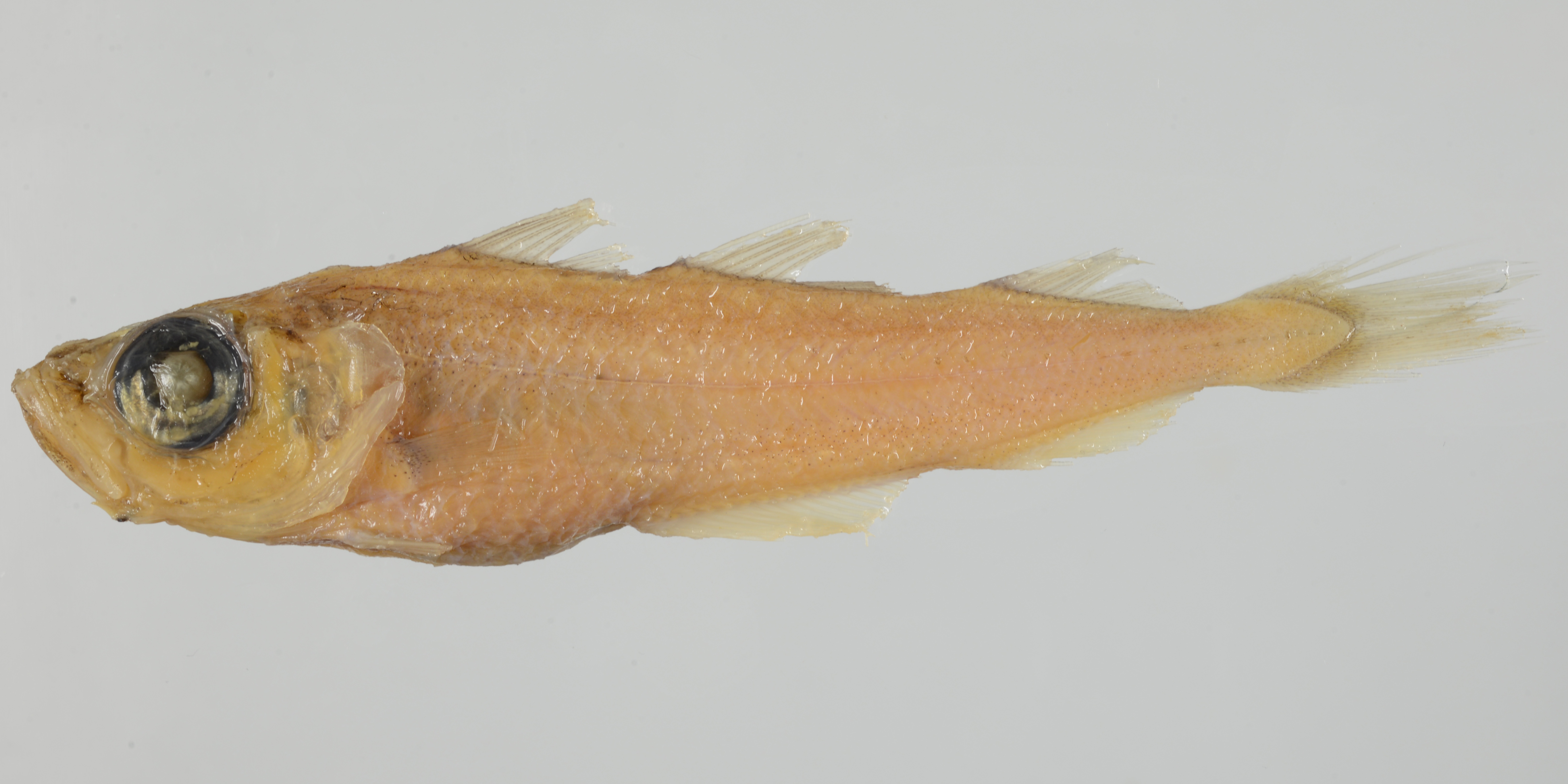Gadiculus thori