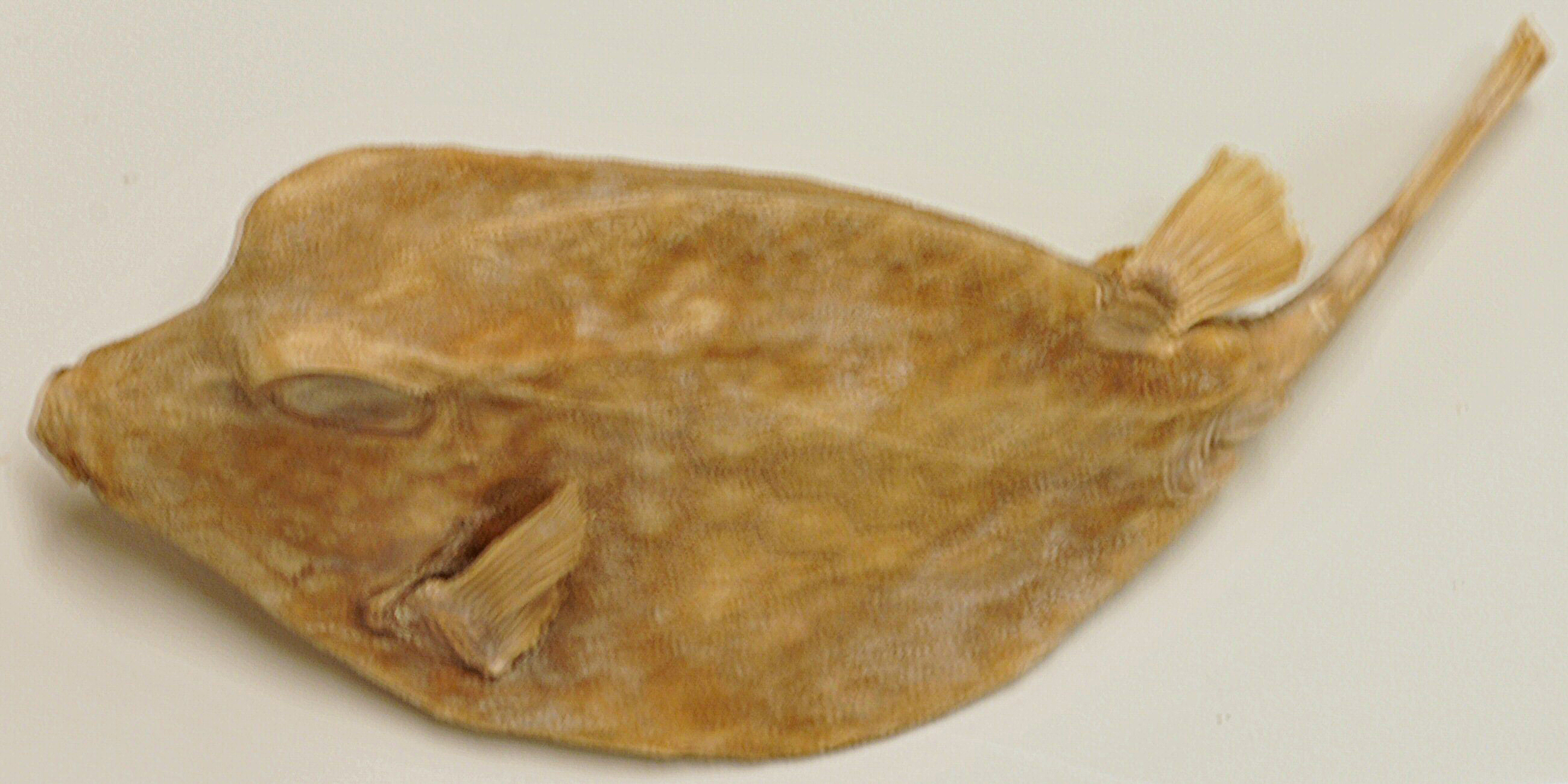 Rhinesomus triqueter