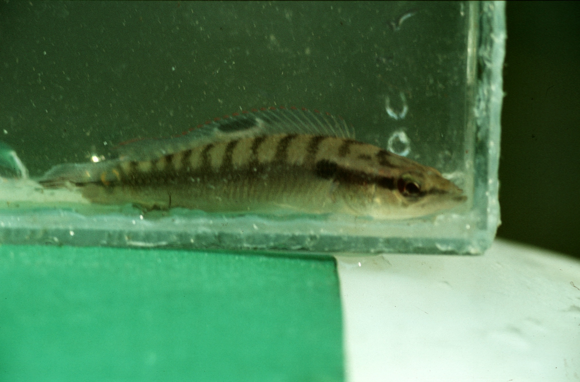 Crenicichla proteus