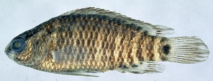 Badis corycaeus