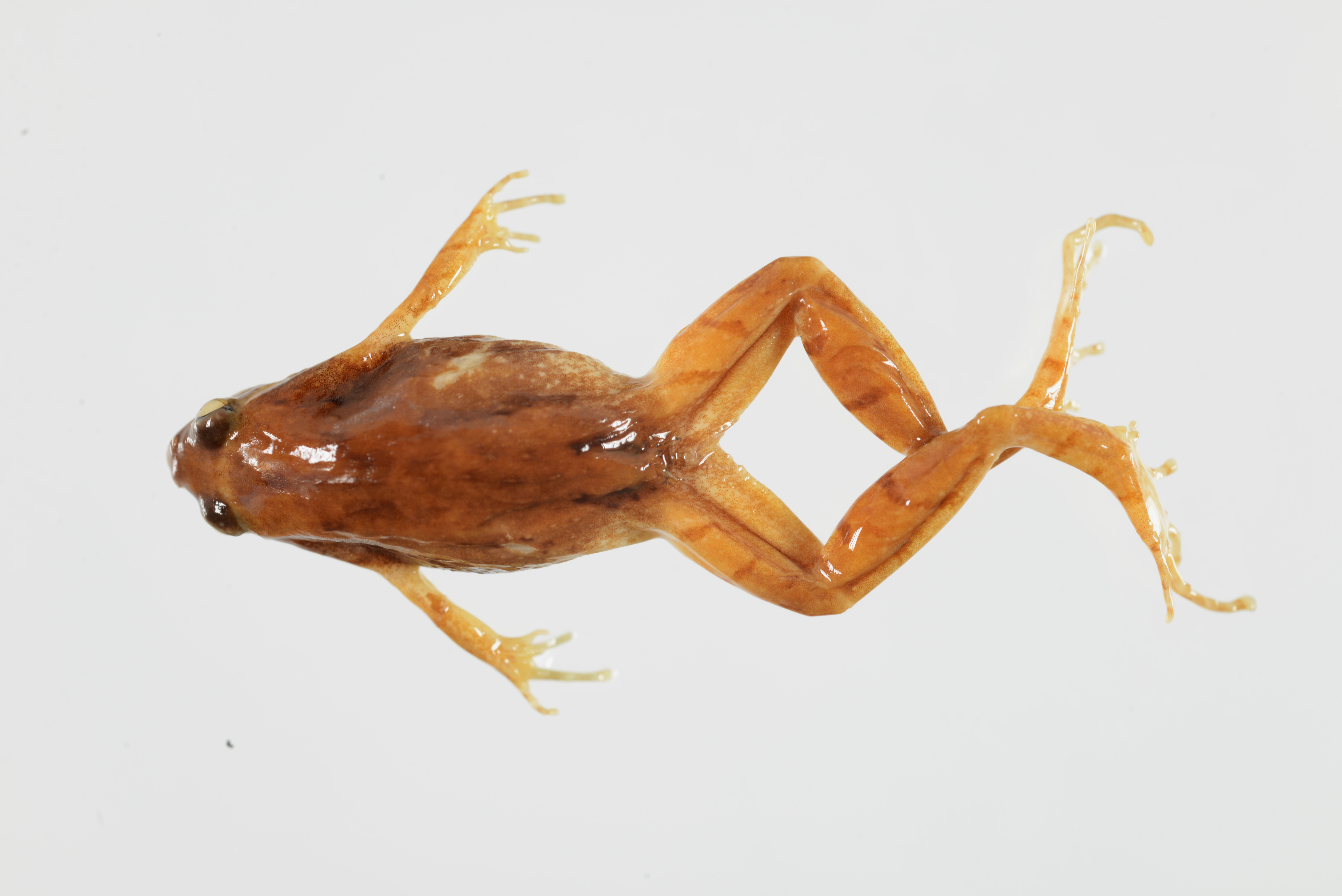 Microhyla fusca