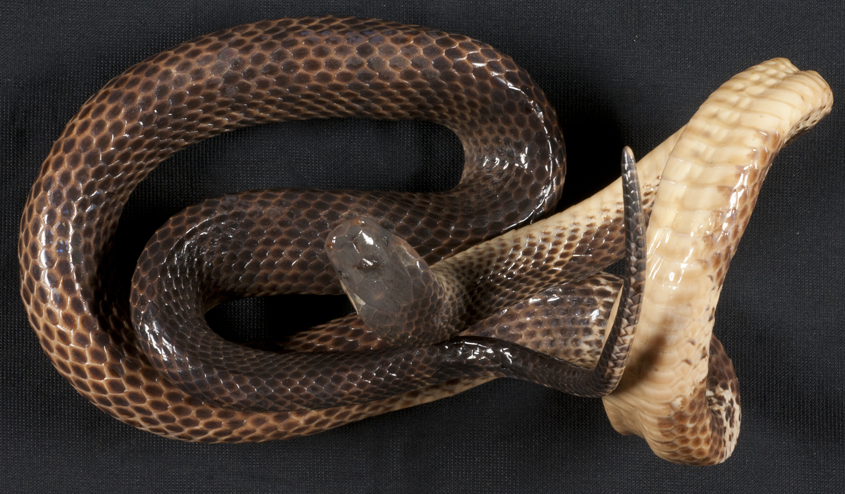 New Guinea Small-eyed Snake (Micropechis ikaheka)