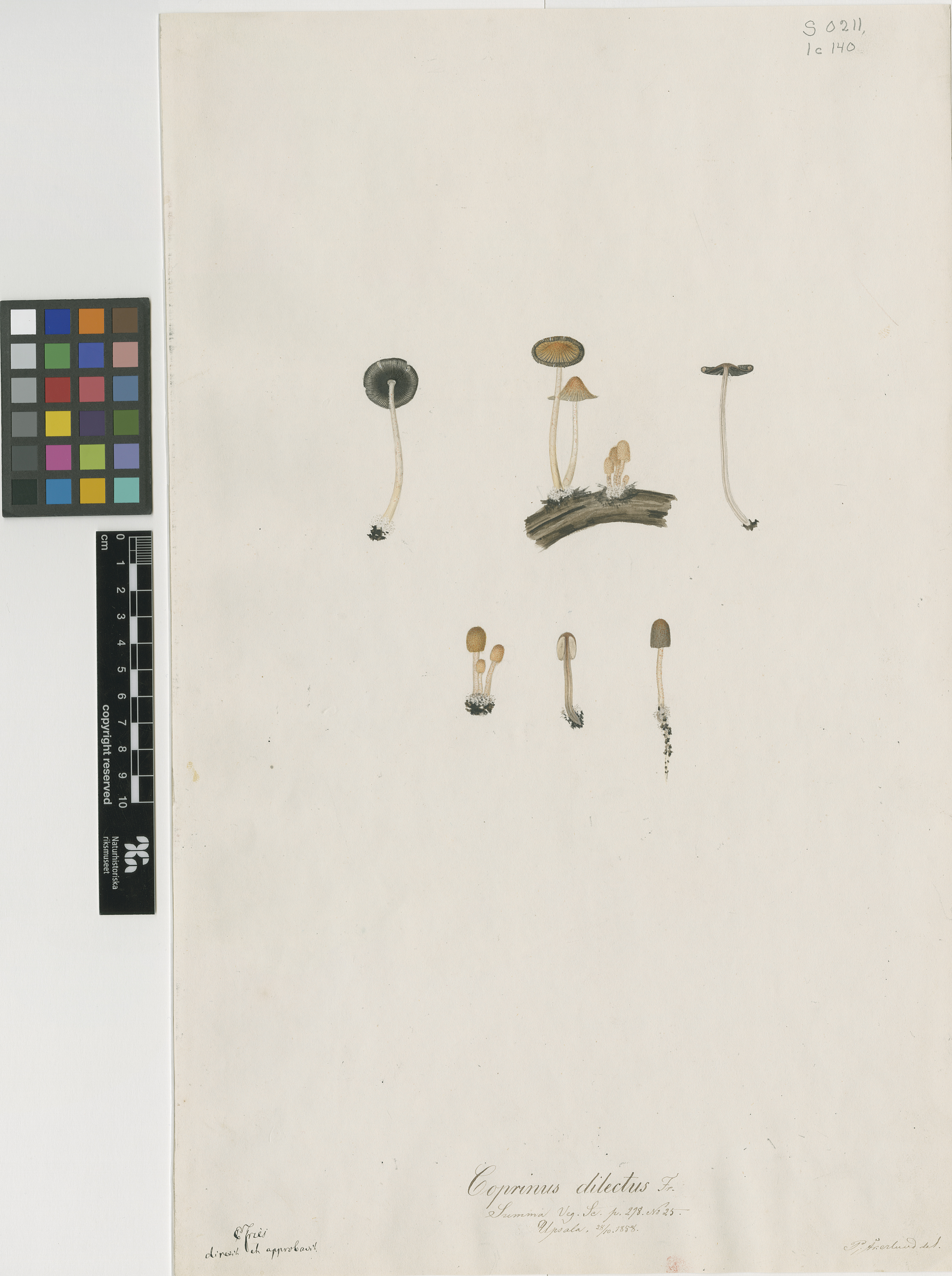 Coprinellus dilectus