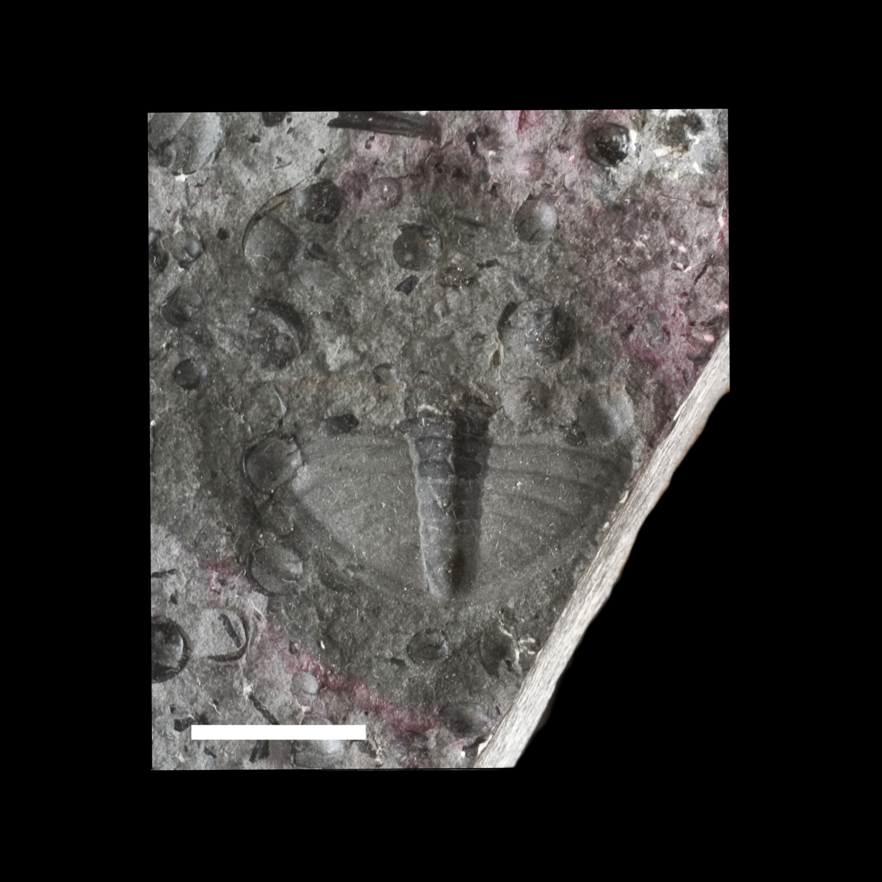 Andrarina costata