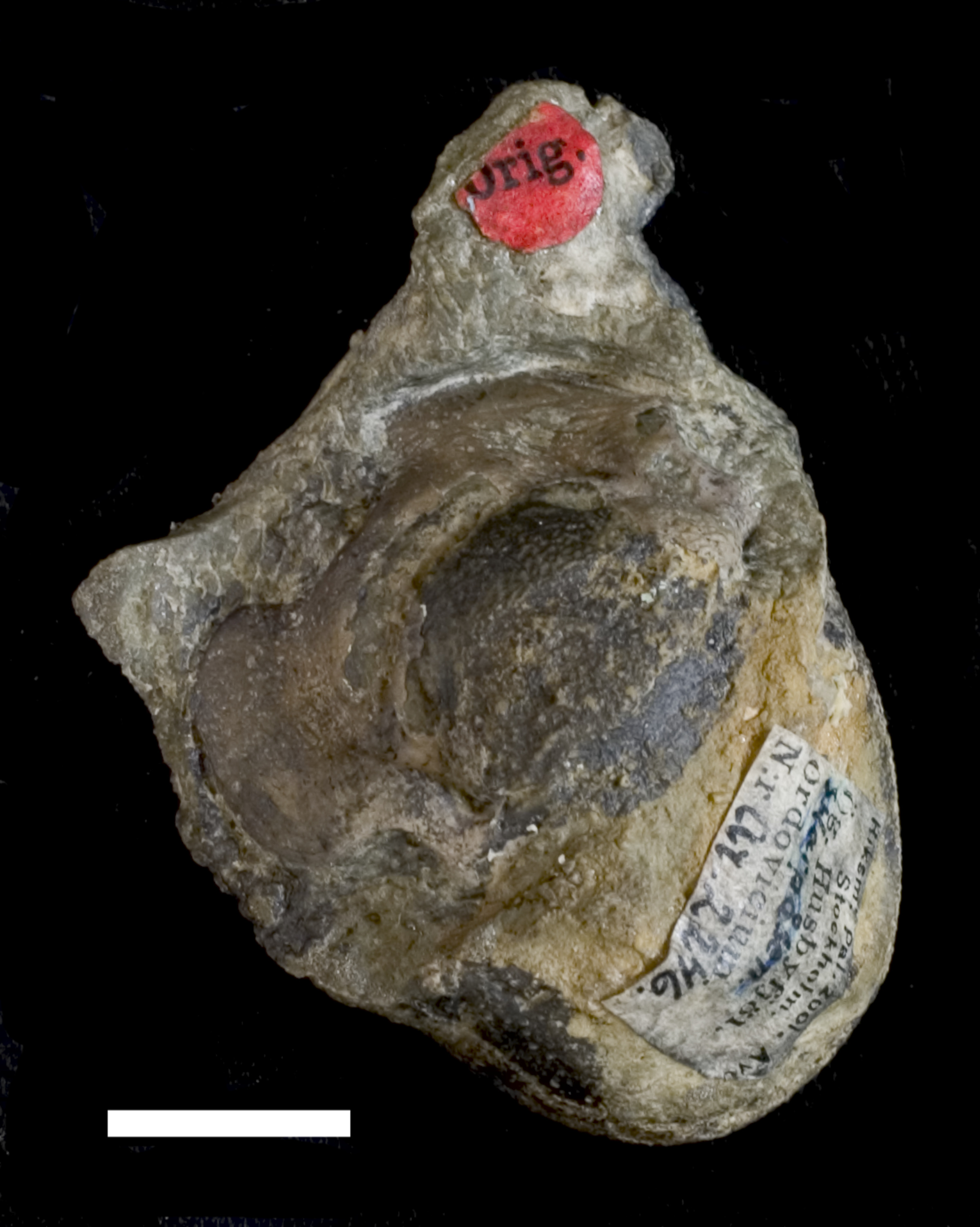 Tretaspis seticornis