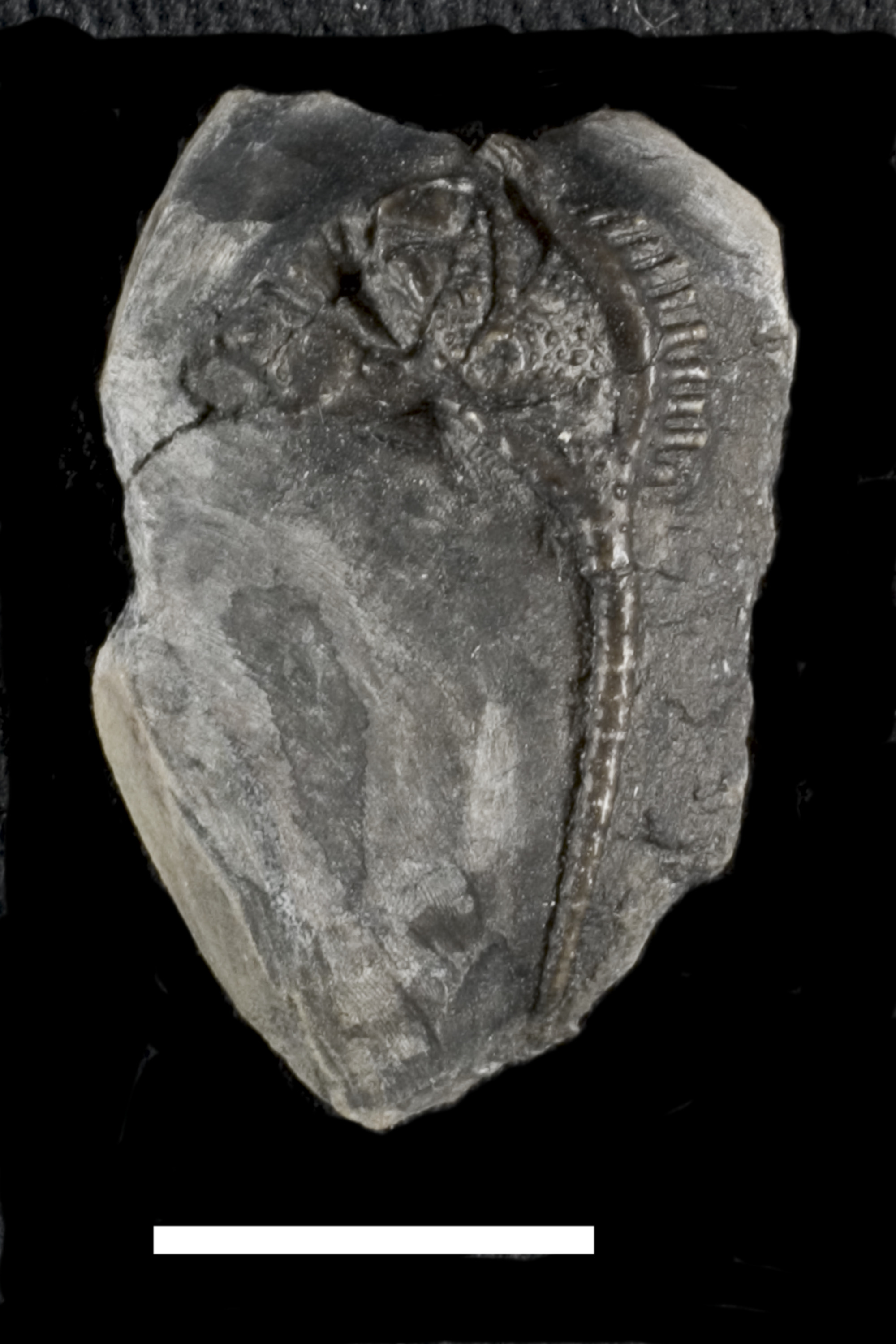 Anacaenaspis