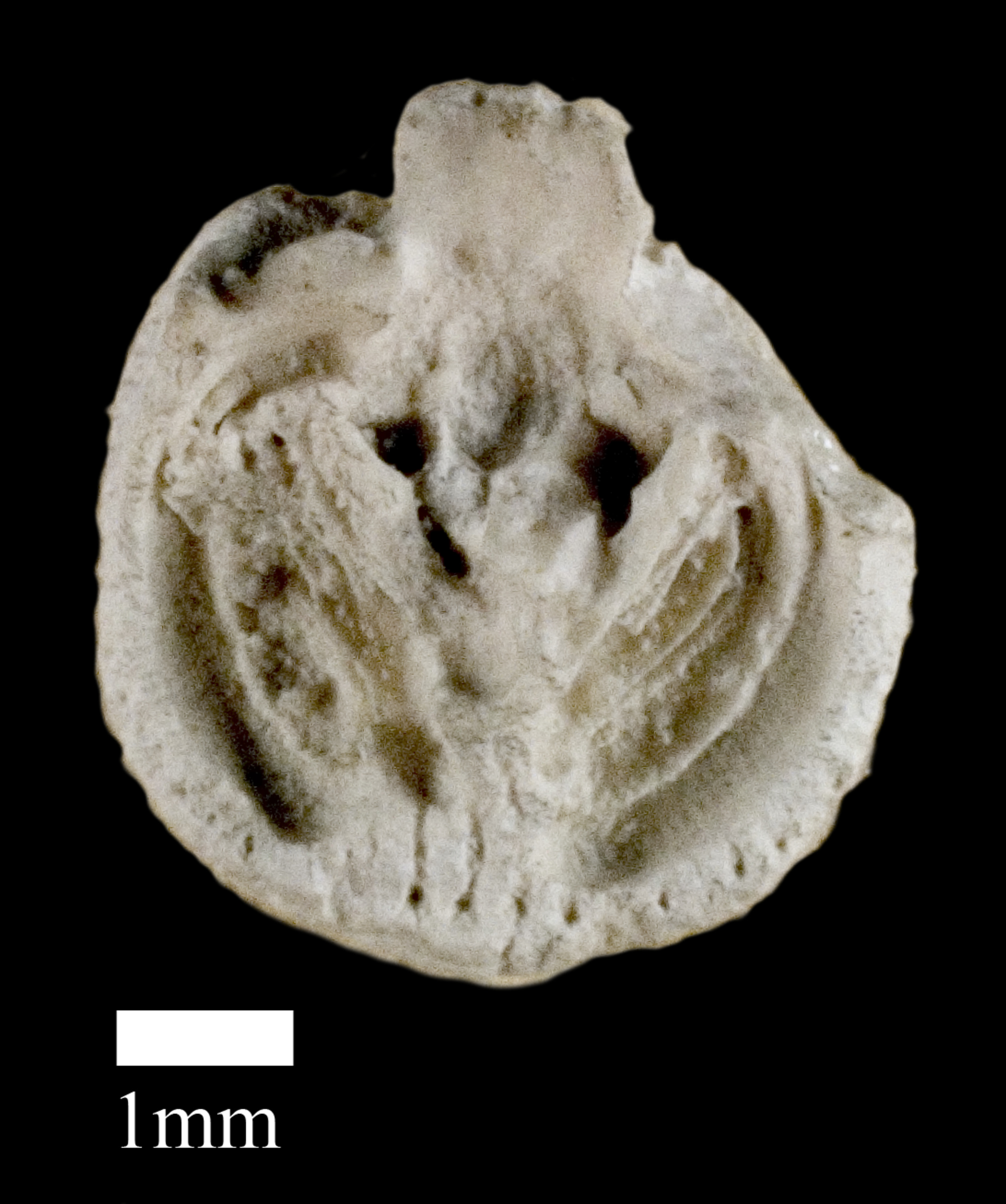 Thecidiopsis