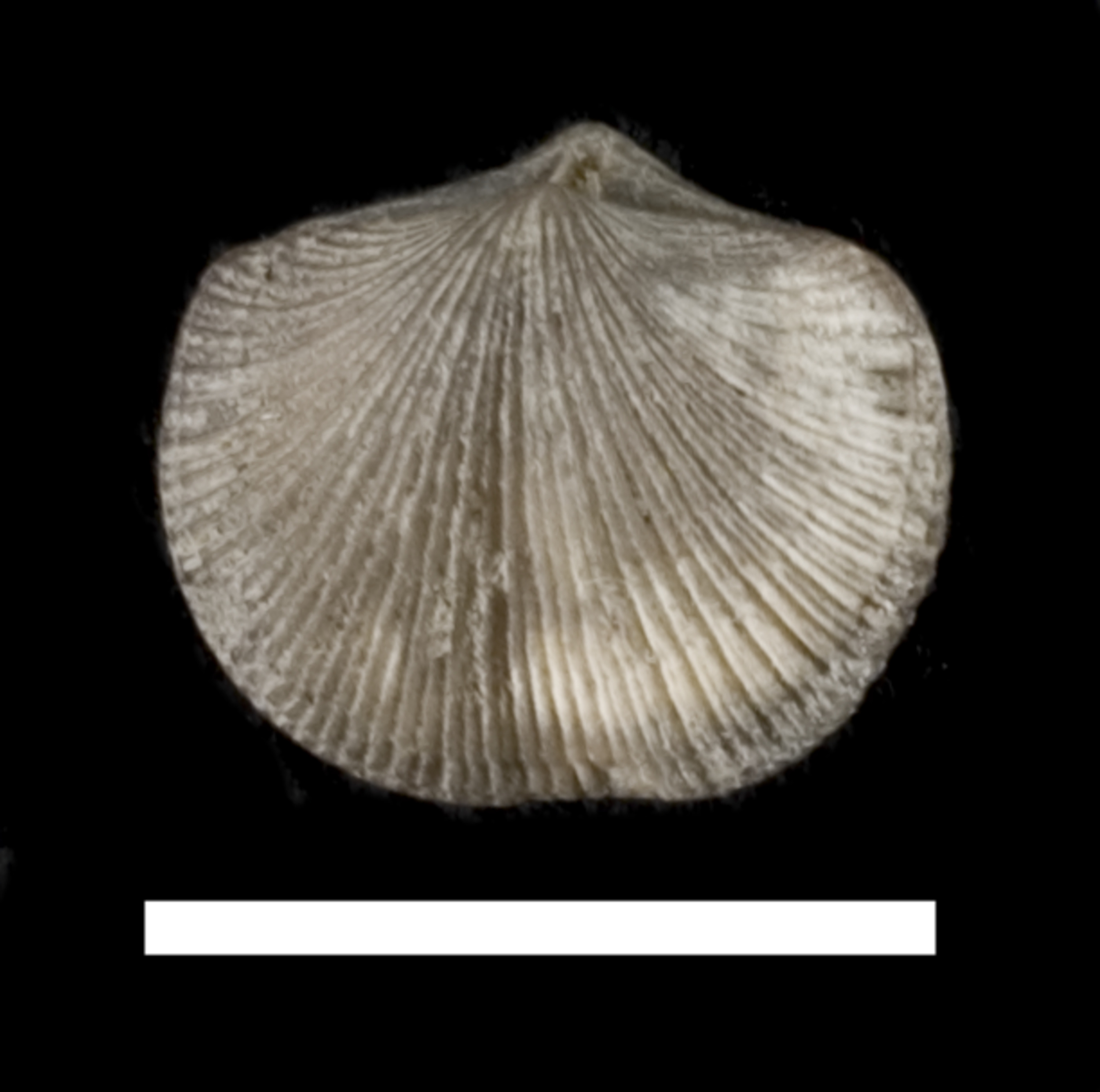 Levenea canaliculata