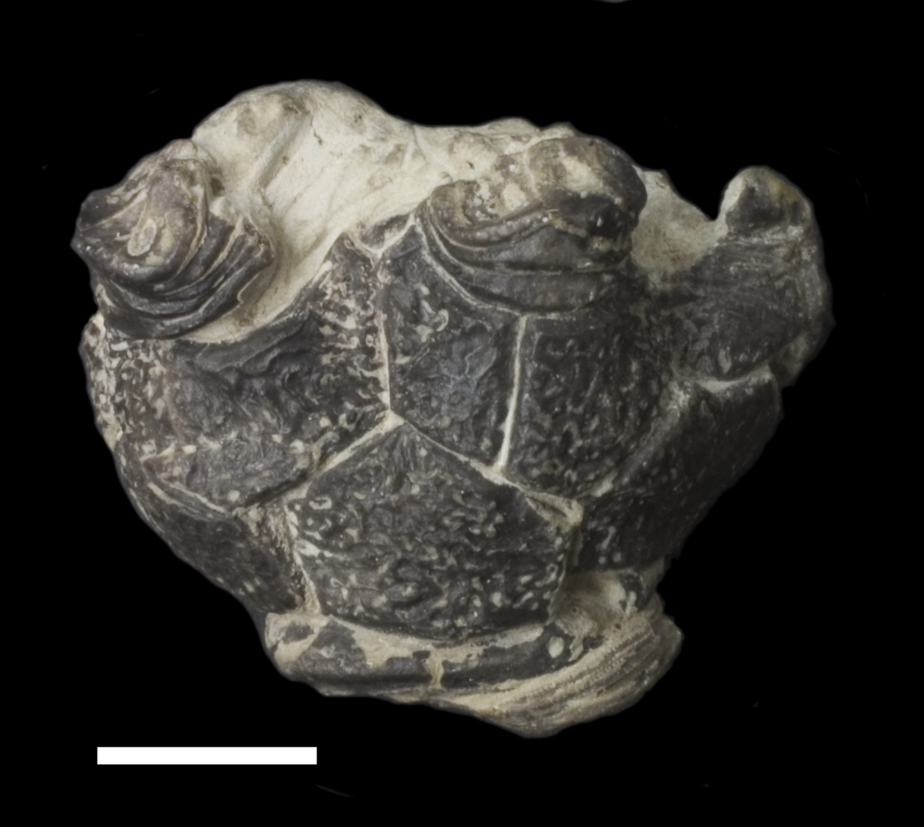 Enallocrinus