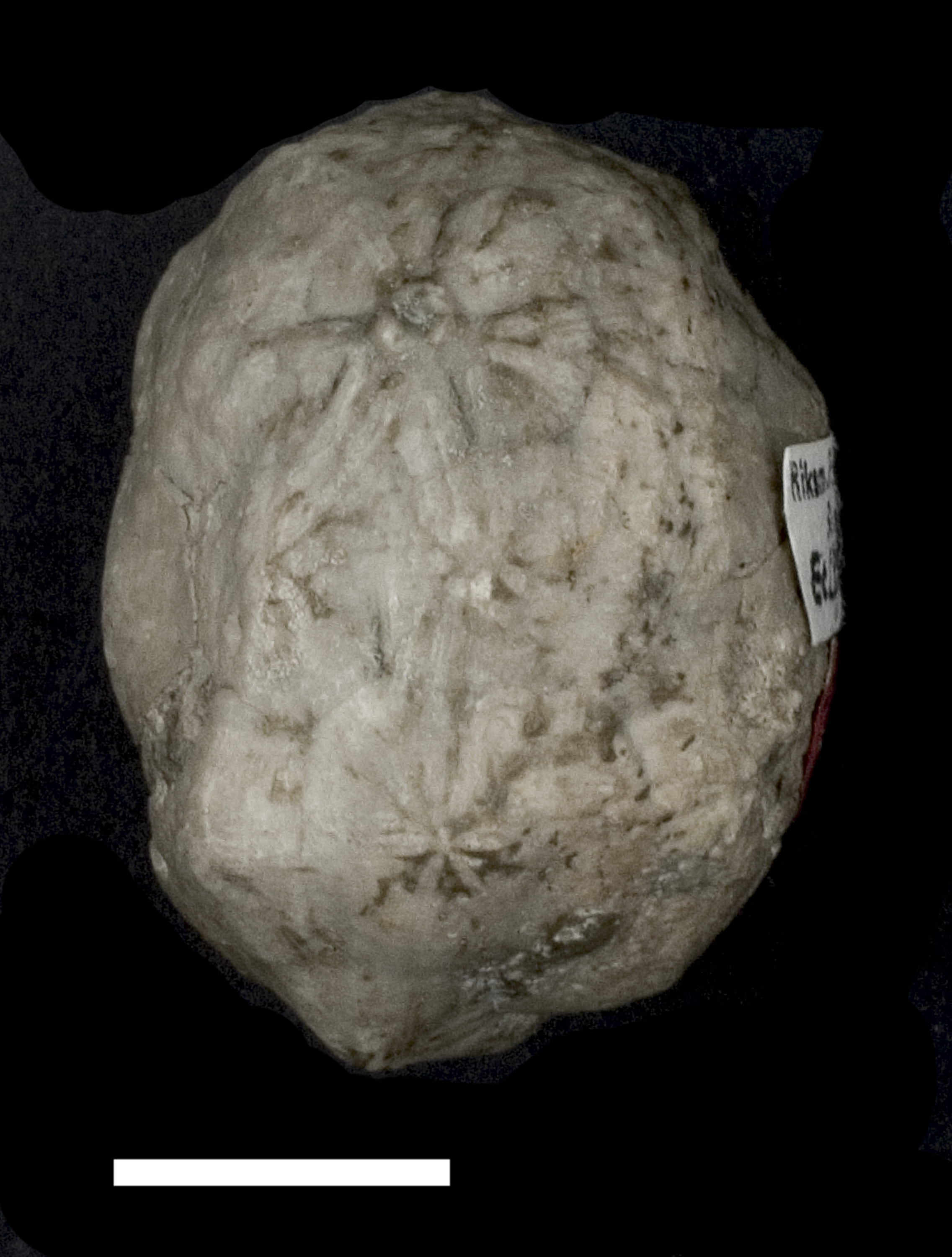 Heliocrinites prominens