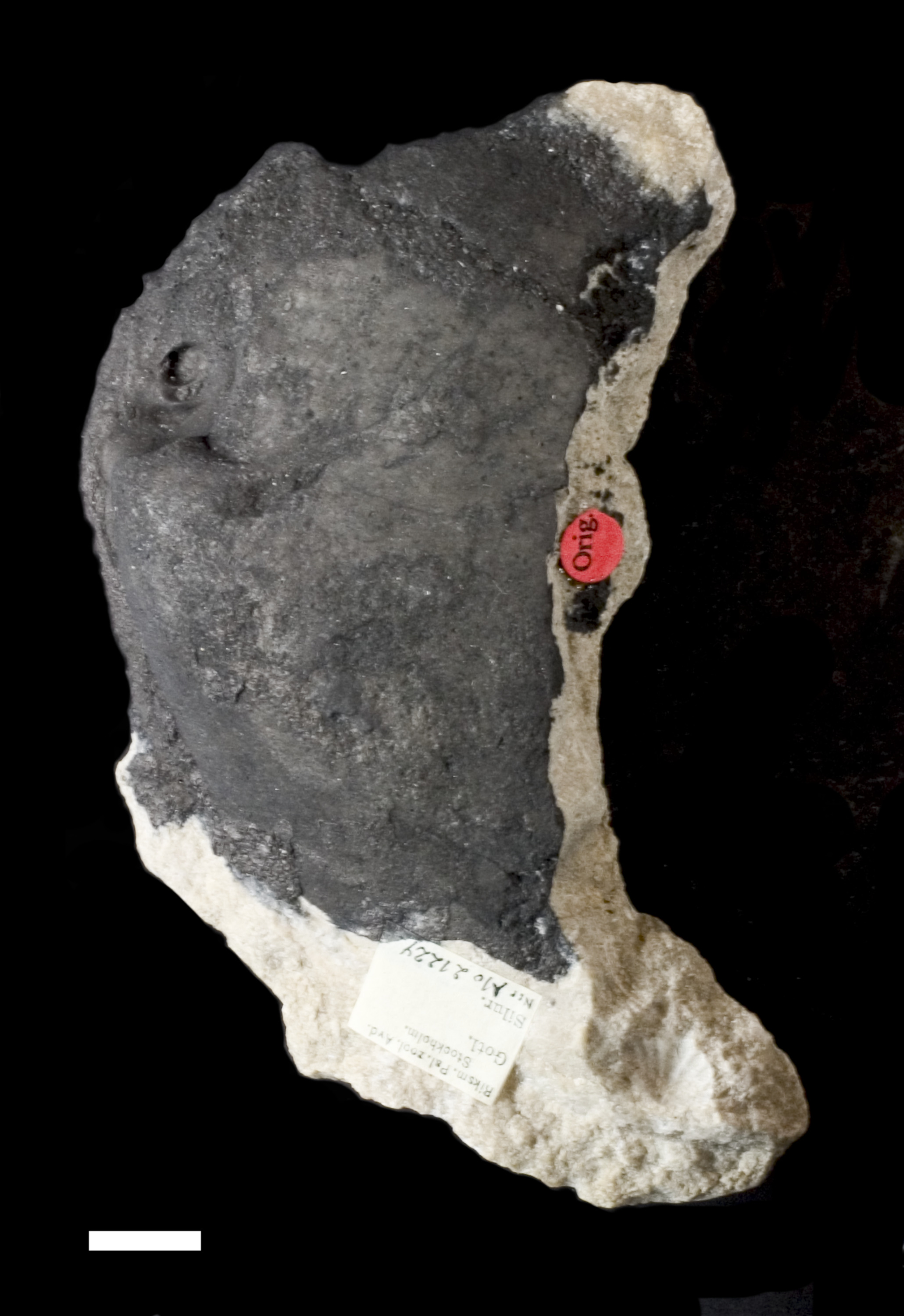 Megalomoidea