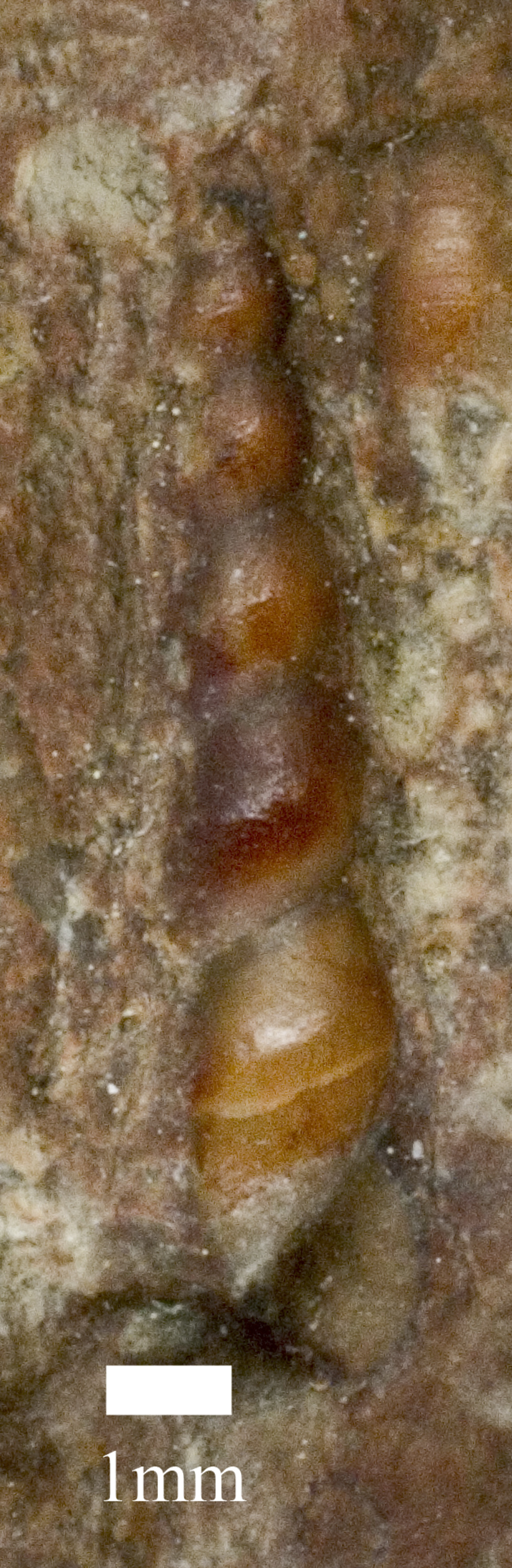 Loxonema fasciatum