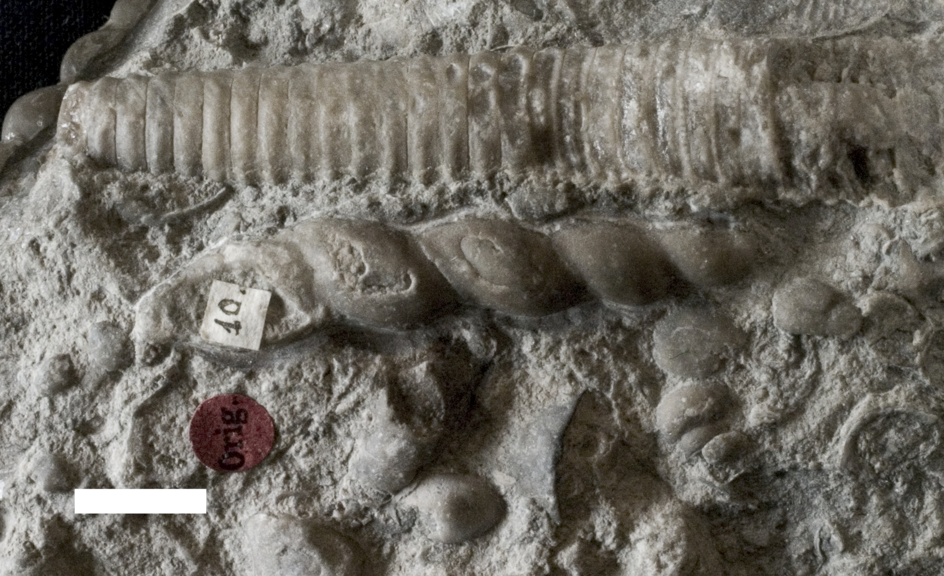 Loxonema strangulatum