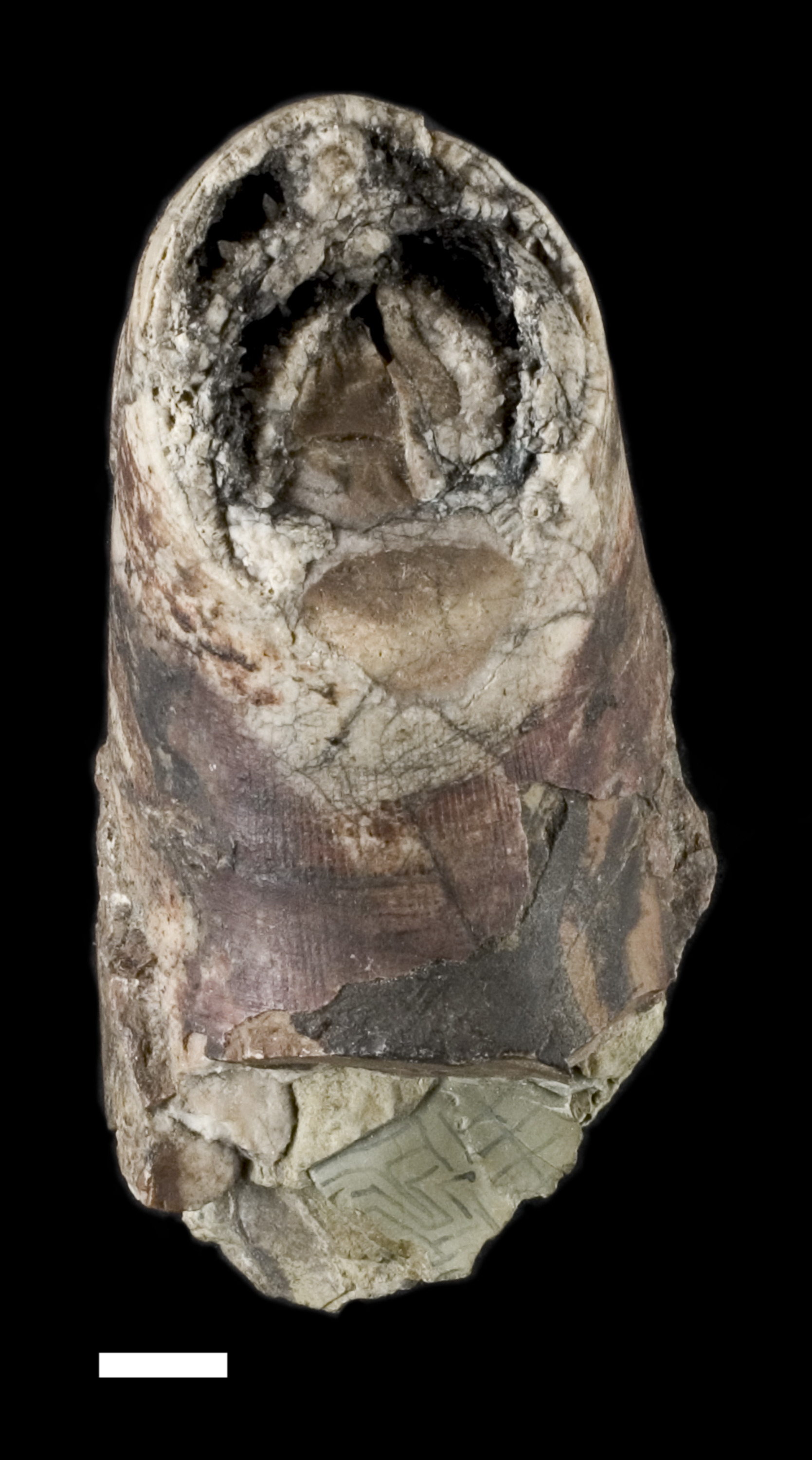Warburgoceras longitudinale